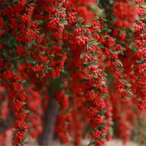 چند شاخه زرشک در قاب دیده می‌شوند.