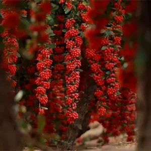 شاخه‌های بلند بوته زرشک از پشت تنه‌ی درختی نمایان می‌شوند.