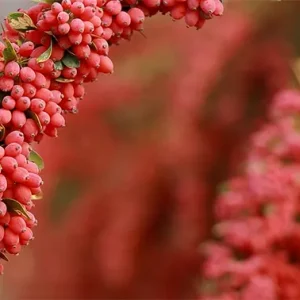 دوربین از نمای نزدیک یک شاخه زرشک فوکوس می‌کشد روی بوته‌ای در پس‌زمینه.