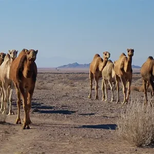 گروهی از شترها در بیابان به سمت دوربین نزدیک می‌شوند.