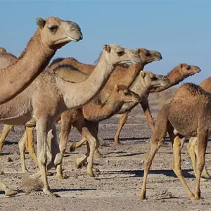 گله‌ای از شترها در بیابان در حال راه رفتن هستند.