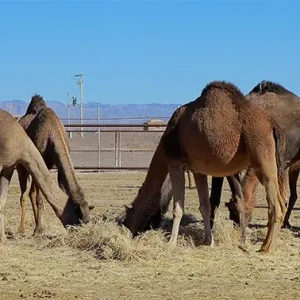 چند شتر در حال چریدن هستند و یکی از آن‌ها سرش را بالا می‌آورد.