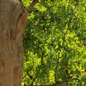 دوربین از یک سمت تنه‌ی درخت عناب به سمت دیگر پن می‌کند.