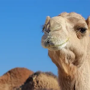 شتری سرش را می‌چرخاند و مستقیماً به دوربین نگاه می‌کند.