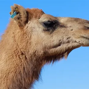 شتری سرش را می‌چرخاند و مستقیماً به دوربین نگاه می‌کند.