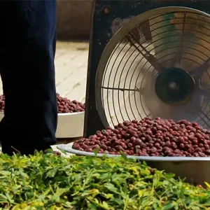 مردی سطل پر شده از عناب را برمیدارد و با خود میبرد.