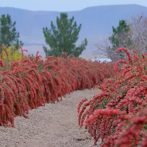 باغی بزرگ پر از بوته‌های زرشک در قاب دیده می‌شود.