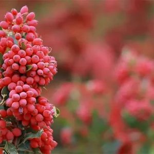 دوربین با حرکت پن به شاخه‌ای از زرشک نزدیک می‌شود.