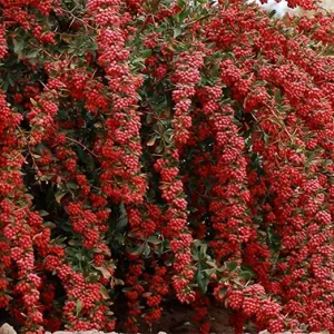 دوربین با حرکت پن به سمت یک بوته‌ی زرشک می‌چرخد.