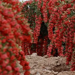 دوربین از بوته‌ای در پس‌زمینه فوکوس می‌کند روی بوته‌ی زرشک در جلوی قاب.