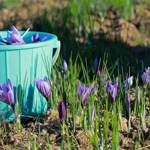 گل‌های زعفران از دل مزرعه با دست چیده می‌شوند.