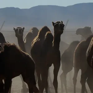 گله‌ای از شترها در بیابانی خاکی به مسیر خود ادامه می‌دهند.