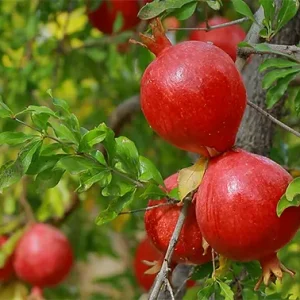 دو انار به هم چسبیده‌اند و روی یک شاخه از درخت قرار دارند.