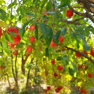 شاخه‌های درخت انار در قاب دیده می‌شوند.
