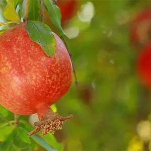 فوکوس دوربین از یک انار در عمق قاب به انار جلویی تغییر می‌کند.
