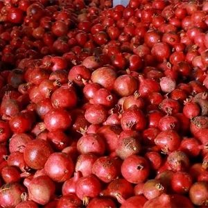 دوربین با حرکت پن از بالای تعداد زیادی انار عبور می‌کند.