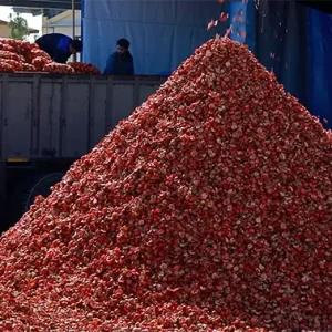 باغ انار و مرحله رسیدن و چیدن 29