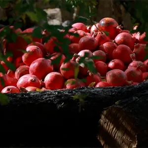 تعداد زیادی انار چیده‌شده در پای یک درخت جمع شده‌اند.