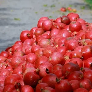 مردی سبدی پر از انار چیده‌شده را تخلیه می‌کند.