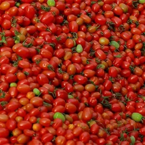 دوربین از بالای مقدار زیادی گوجه‌گیلاسی چیده‌شده حرکت می‌کند.