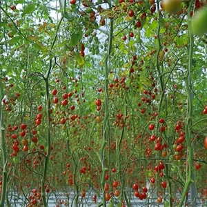 یک باغ گلخانه‌ای پر از شاخه‌های گوجه‌گیلاسی در قاب دیده می‌شود.