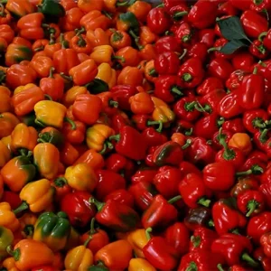 دوربین با حرکت پن از بالای تعداد زیادی فلفل دلمه‌ای رنگی عبور می‌کند.