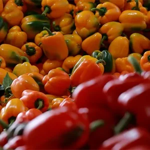دوربین روی تعداد زیادی فلفل دلمه‌ای رنگی فوکوس می‌کشد.