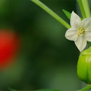 فوکوس دوربین از شکوفه سفید به یک فلفل دلمه‌ای قرمز تغییر می‌کند.