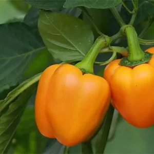 فوتیج گلخانه: پرورش گوجه‌فرنگی و فلفل‌دلمه‌ای ۴۴