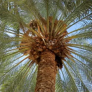 شاخه‌های بلند درخت نخل در قاب دیده می‌شوند.