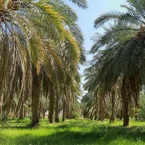 دوربین از روی شاخه‌های درخت نخل به پایین تنه حرکت می‌کند.