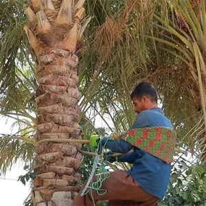 مردی با طناب از درخت نخل پایین می‌آید.