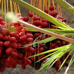 شاخه‌های خرمای نارس از درخت نخل آویزان شده‌اند.