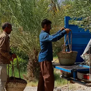 چند مرد کیسه‌های پر از خرما را پشت یک نیسان آبی می‌گذارند.