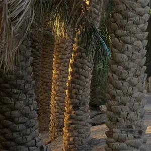 دوربین با حرکت پن از روی چند تنه‌ی درخت نخل عبور می‌کند.