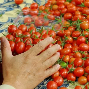 گوجه های گیلاسی بسته بندی میشوند.