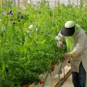 برداشت گوجه‌های گیلاسی توسط کارکنان زن در گلخانه کشاورزی