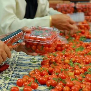 بسته‌بندی گوجه‌های گیلاسی و منگنه‌زدن روی بسته‌ها در خط تولید