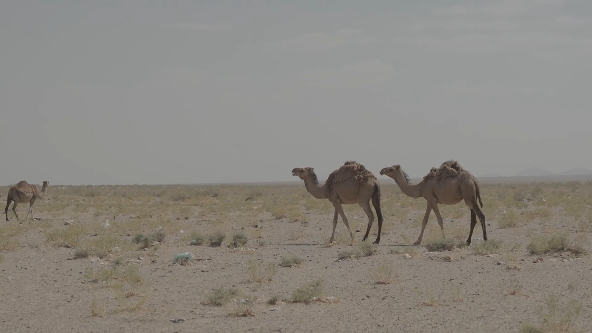 تصویر حرکتی از شتر ها در دشت